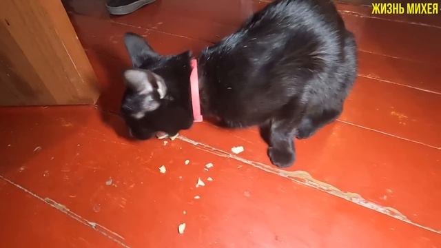 ПРИГОТОВИЛИ ГУСЯ В ДУХОВКЕ / ОБЗОР ПОКУПОК К РОЖДЕСТВУ / ПРИГОТОВИЛ КУТЮ/ПОЗДРАВИЛ ВСЕХ С РОЖДЕСТВО смотреть онлайн