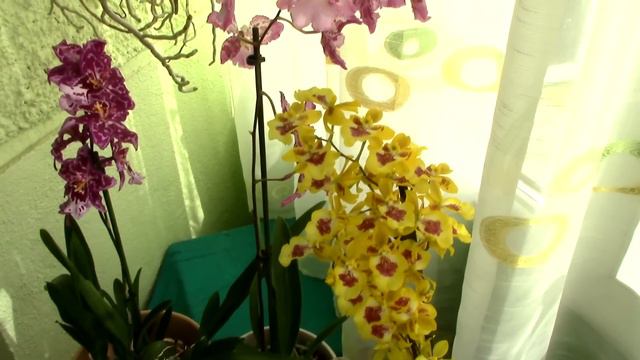 Q&A - What are Cambria orchids? смотреть онлайн