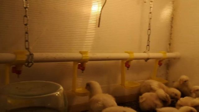 Обогреватель для брудера. смотреть онлайн