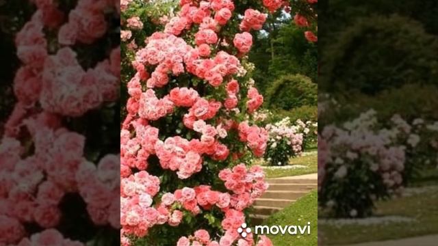 Арка из плетистых роз смотреть онлайн
