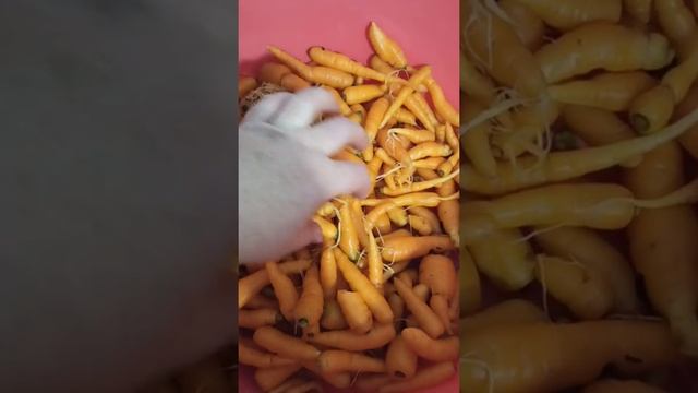 Новый Лайф Хак в домохозяйстве. Стираем и смеёмся!!! смотреть онлайн