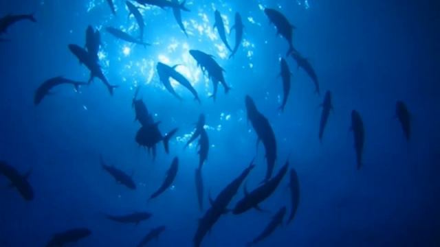 Zodiac "Pacific" смотреть онлайн