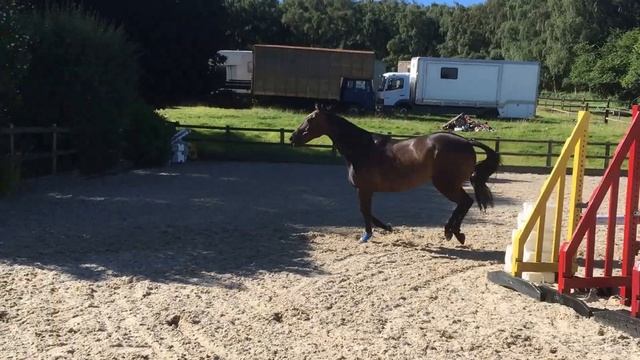 free jumping horse ! смотреть онлайн