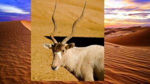 Удивительные животные пустыни