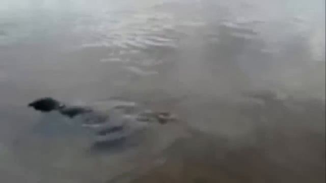 Крошик- нерпа, которая предпочла жить с людьми смотреть онлайн