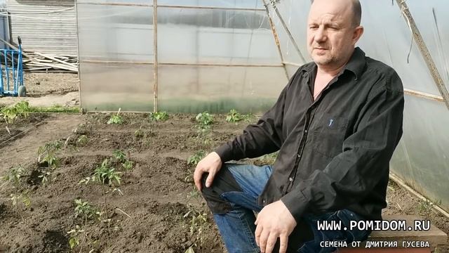 ТоматПомидор - Идеальное расстояние при посадки. На каком расстоянии сажать Помидоры куст от куста? смотреть онлайн