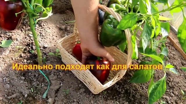 Перец сладкий Будулай F1-лучший перец этого года! смотреть онлайн