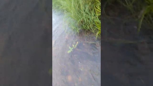 Поймал ЩУКУ Минусинская протока , щука 2кг800г смотреть онлайн