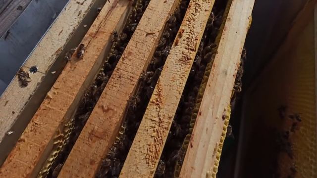 Как узнать есть ли матка в улье осенью когда в семье нет расплода. Как ведут себя пчелы без матки смотреть онлайн