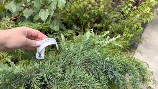 Обзор садовых центров! Редкие хвойные! смотреть онлайн