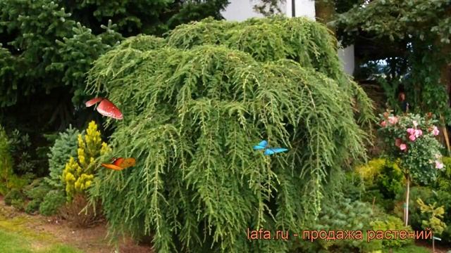 Тсуга канадская Пендула (tsuga canadensis pendula) ? обзор: как сажать, саженцы тсуги Пендула смотреть онлайн