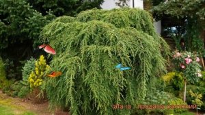 Тсуга канадская Пендула (tsuga canadensis pendula) ? обзор: как сажать, саженцы тсуги Пендула