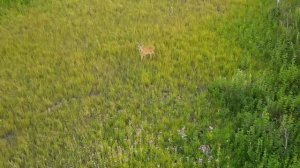 Гон косули в разгаре. Козлы преследуют коз. Das Reh ist in vollem Gange. Ziegen jagen Ziegen.