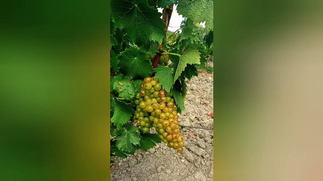 ПРЕИМУЩЕСТВА ОТДЫХА В КРЫМУ В СЕНТЯБРЕ! БАРХАТНЫЙ СЕЗОН СТАРТОВАЛ! смотреть онлайн