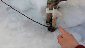 Мыши погрызли ствол яблони, что делать.