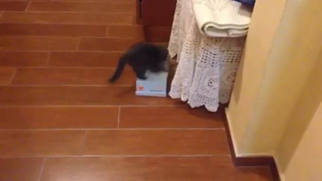 Cucciolo gatto certosino смотреть онлайн