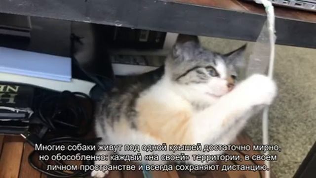 Как подружить щенка со взрослой собакой? смотреть онлайн