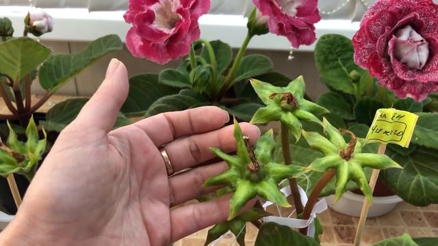 Сеянцы, Семена, Опыление Глоксиний смотреть онлайн