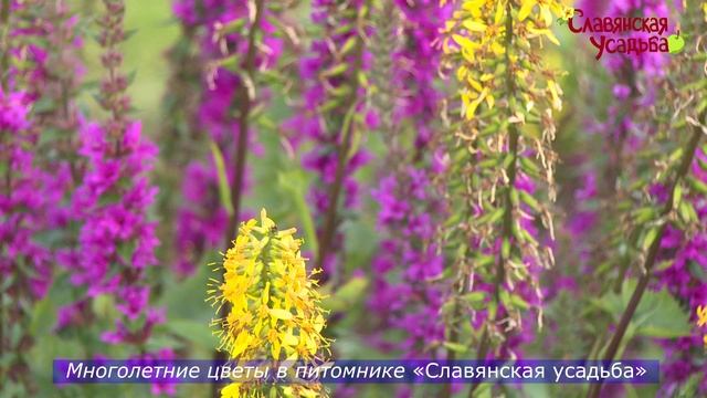 многолетние цветы смотреть онлайн