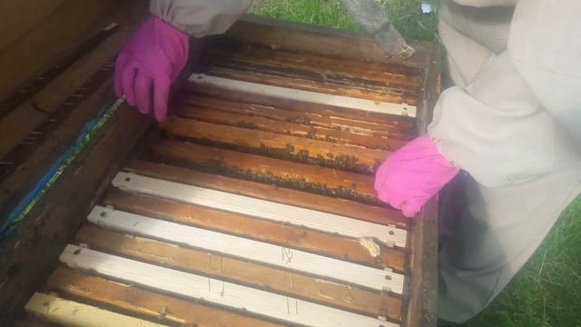 Семьи готовы в бой на акацию)... Расширение пчелиного гнезда. смотреть онлайн