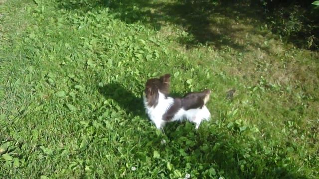 чихуахуа кейси смотреть онлайн