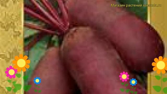 Свекла Нежность. Краткий обзор, описание характеристик, где купить семена Nezhnost' смотреть онлайн