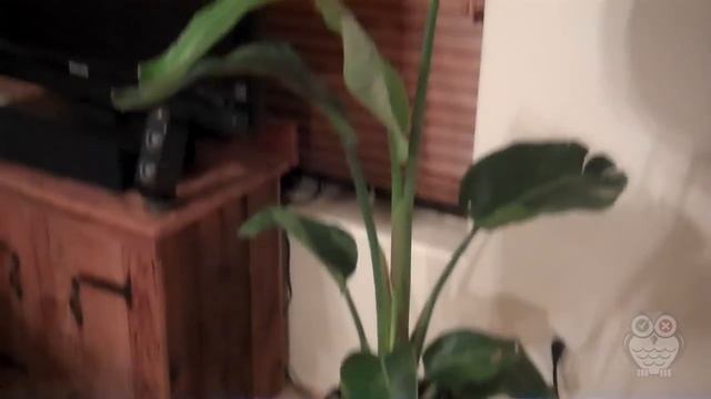 Aqua Globes Review: Will They Keep Your Plants Healthy? смотреть онлайн