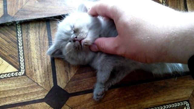 Котенок спит смотреть онлайн