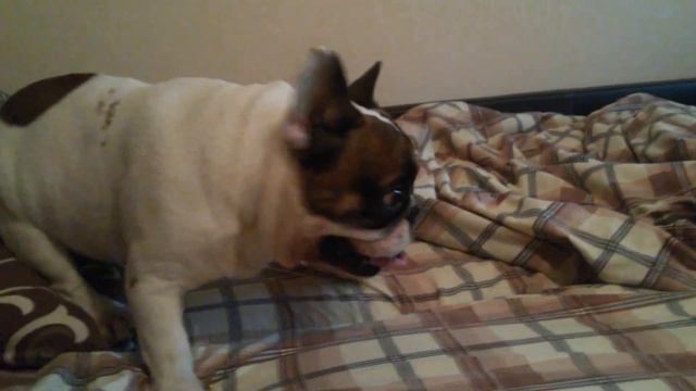 французский бульдог и игрушка