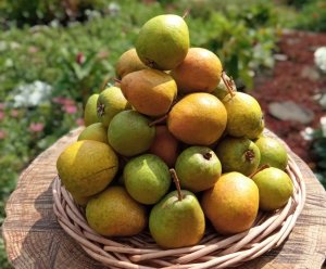 Северянка -сорт груши