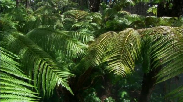 Тайны Тихого океана 1 серия «Океан островов» (документальный сериал, 2009)