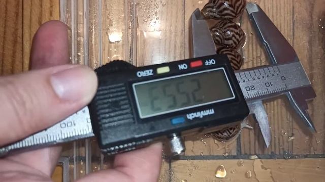 6 недель ?? Ахатина ретикулята альбино. Размер улитят на разных субстратах выращивания