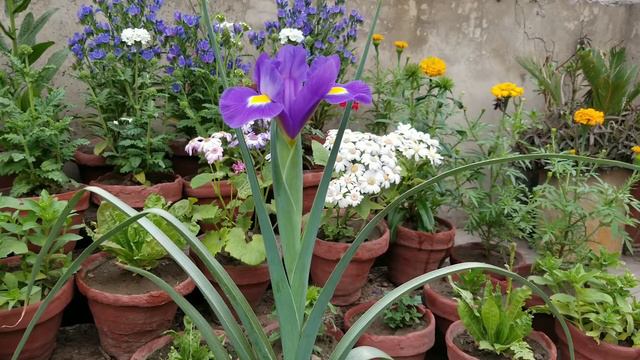 Dutch Iris Blue Diamond Flowers Blooms At Asim Garden | Cut Flower Of Spring