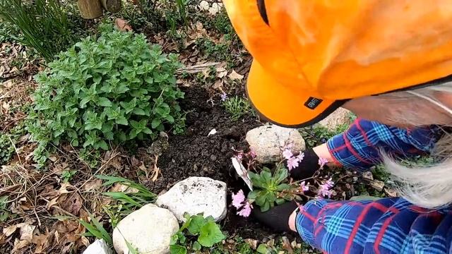 How to plant and care for Lewisia смотреть онлайн