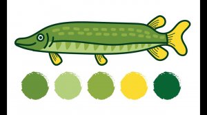 Раскраска РЫБА ЩУКА / Как нарисовать ЩУКУ / Раскраска / Краски Раскраски / How to draw an chameleon