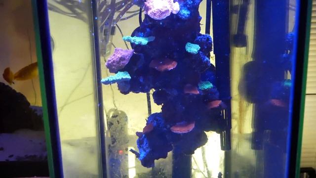 Saltwater system update and fish loss смотреть онлайн