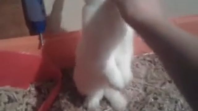 Как научить кролика вставать на задние лапы смотреть онлайн