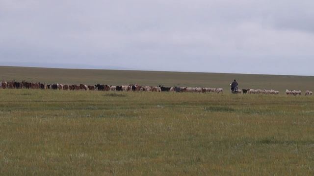Современные монгольские пастухи смотреть онлайн