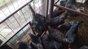 Доминанты Д-959. (Витаминные подкормки для кур-несушек весной)