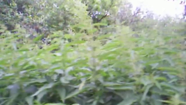 Крапива на даче смотреть онлайн