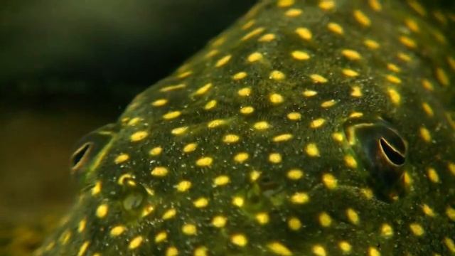 Hypostomus Roseopunctatus