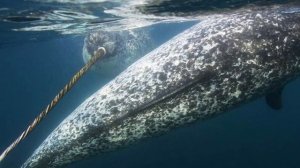 Подводный ЕДИНОРОГ! Удивительное животное - нарвал.