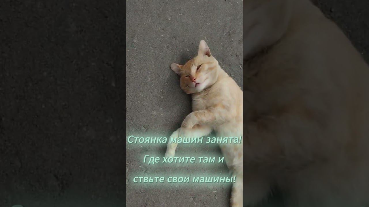 Стоянка машин у офиса! Занята местным жителем! #купить #дача #электрогорск #юмор #московскаяобласть смотреть онлайн