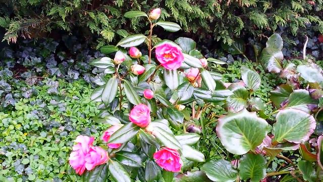 Камелия 2018 Camellia смотреть онлайн