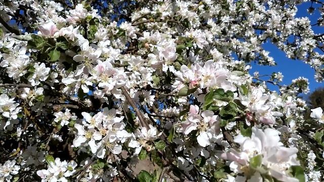 Красота цветущих яблонь ! смотреть онлайн