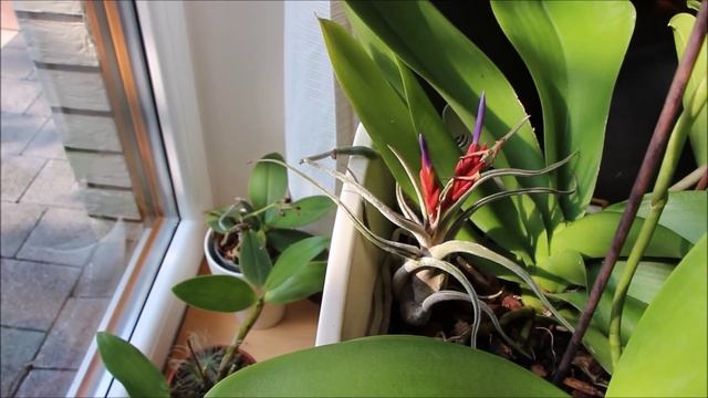 Композиция из трёх орхидей смотреть онлайн