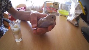 Выкармливание птенца волнистых попугаев.