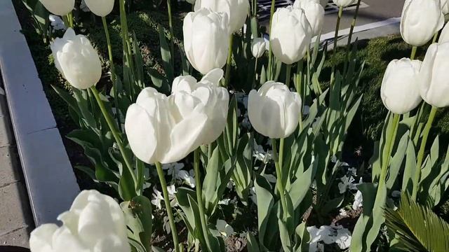 Белые тюльпаны | Жизнь на Юге смотреть онлайн