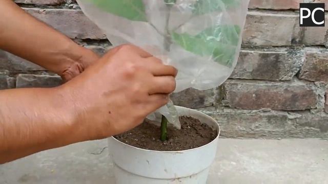 🥭Как вырастить дерево манго из черенка Уникальная методика🥭 смотреть онлайн