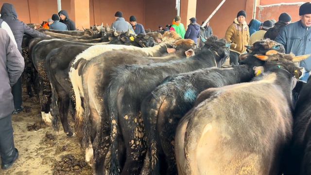 VODIL CHORVA BOZORI. BUQALAR VA QUCHQORLAR NARHLARI. смотреть онлайн